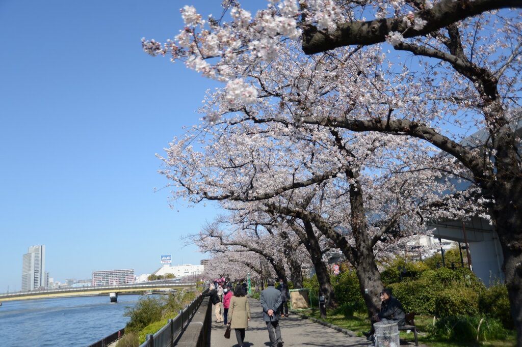 Tokyo Backstreets Bike Tour　ツアー サイクリング　ポタリング　東京　下町　江戸　町歩き　クルーズ 浅草 クルーズ　花見　桜　さくら　ソメイヨシノ　屋形船